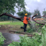 Retiran árbol caído y ejecutan acciones preventivas en zonas de riesgo de Santa Ana Centro