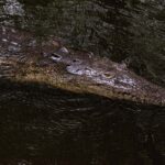 Cocodrilos, serpientes y otras especies podrían desplazarse por las lluvias