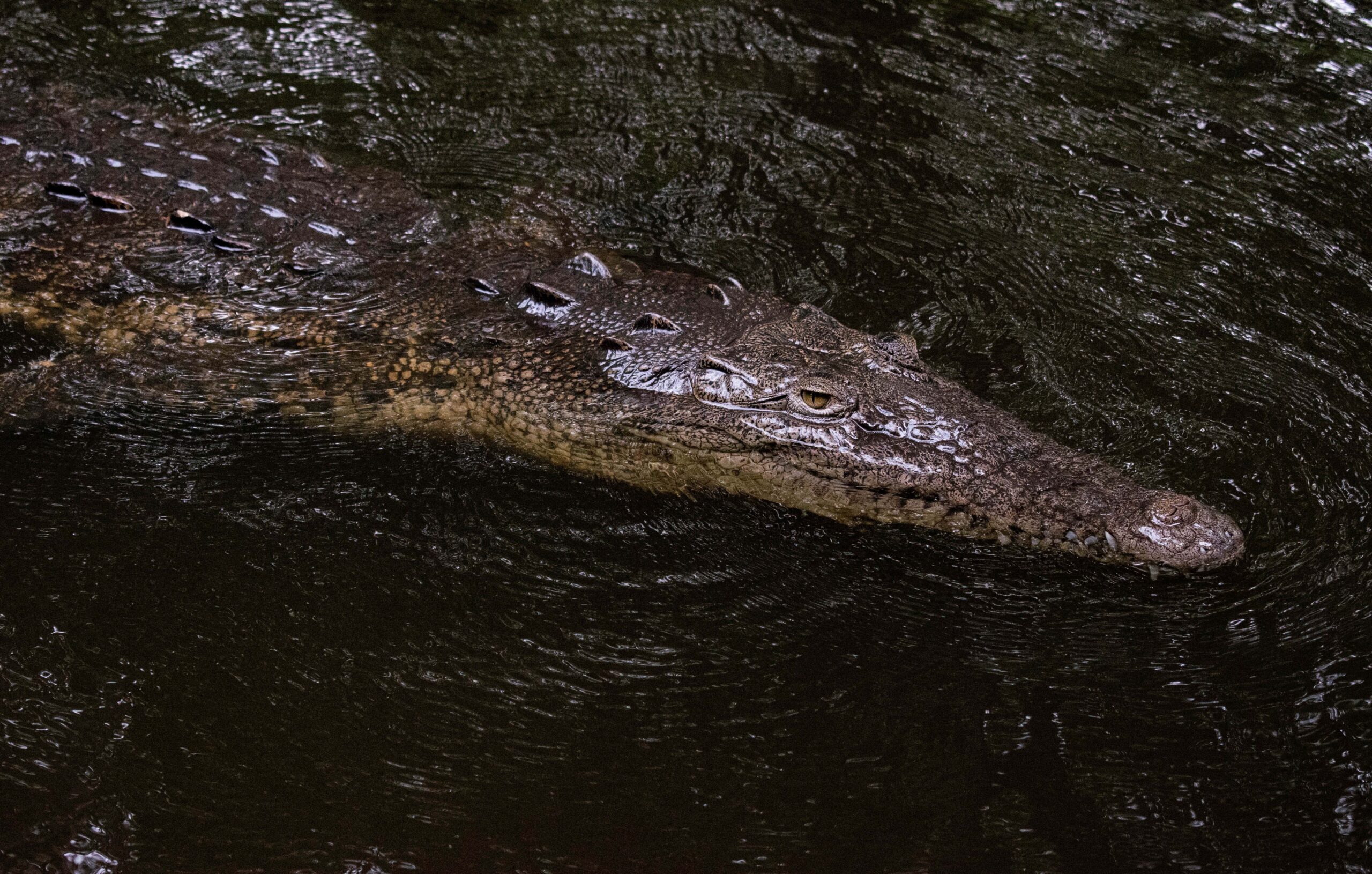 Cocodrilos, serpientes y otras especies podrían desplazarse por las lluvias