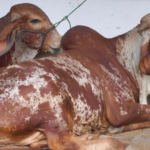 Feria Ganadera exhibe más de 1,200 caballos y 400 cabezas de ganado