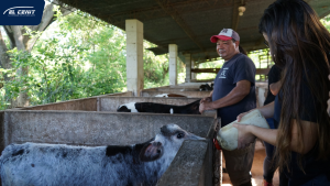 Festival de la Leche Metapaneco celebrará la tradición ganadera con la cuajada más grande de El Salvador